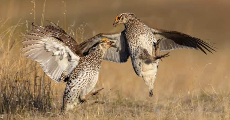 Gastaron más de 5 millones de dólares para salvar una especie y en seis meses murieron 29 de 30 aves