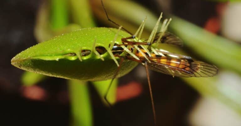 No es por hambre: la verdadera razón por la que las plantas carnívoras atrapan insectos