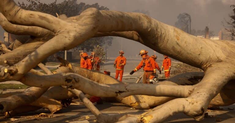 Los árboles muertos que podrían servir para reducir la contaminación
