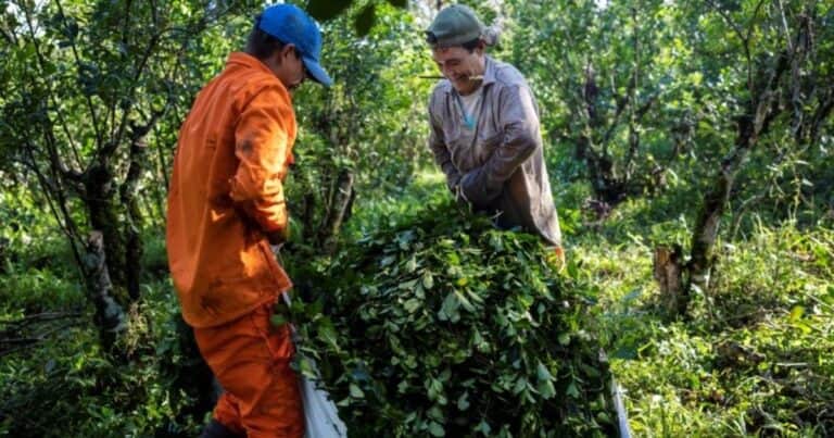 Tras quitarle el primer lugar del ranking mundial a Brasil en 2025, las exportaciones de yerba mate siguieron creciendo y se encaminan a un nuevo récord este año