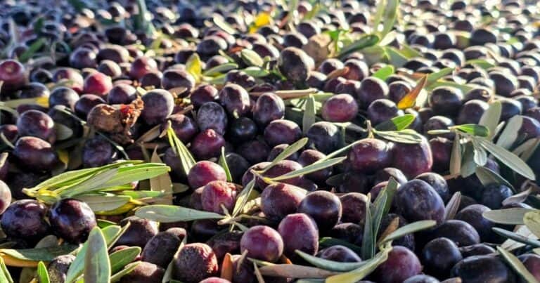 El secreto está en Arauco: la familia que apostó por la única aceituna 100% argentina