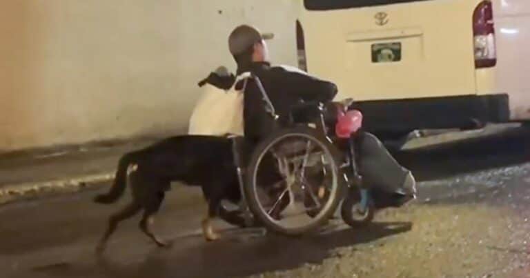 El maravilloso gesto de un perro con su dueño discapacitado