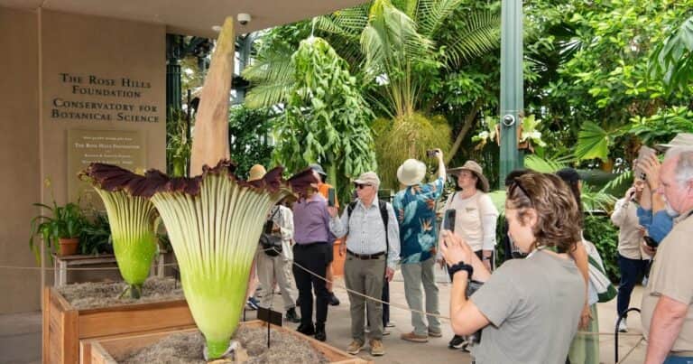 Dos flores cadáver florecieron al mismo tiempo en California: por qué este fenómeno es tan inusual