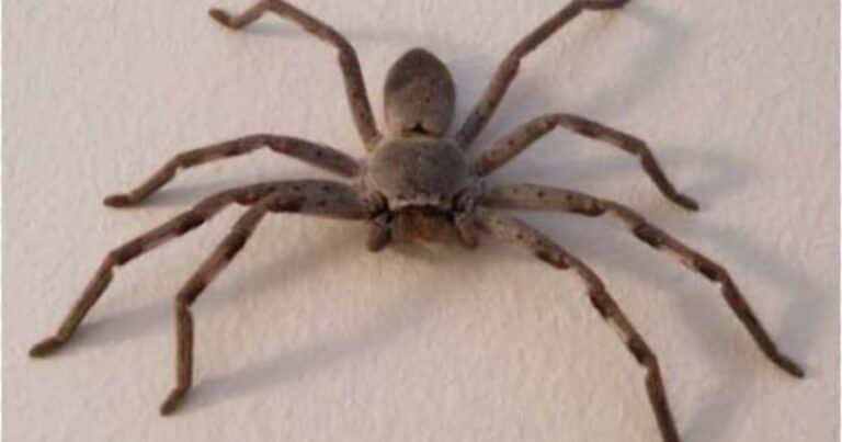 Esta es la araña más rápida del mundo y puede correr más rápido que un humano