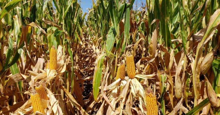 “Gran solidez”: el mercado argentino de maíz ya no mira a Chicago y el cereal se paga US$ 10 por encima de la plaza norteamericana