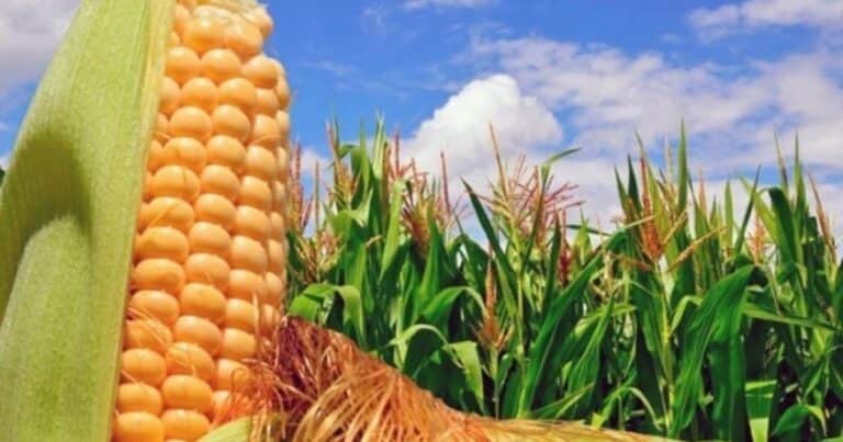 El siglo del maíz: tecnología, productividad… y el salvavidas del etanol