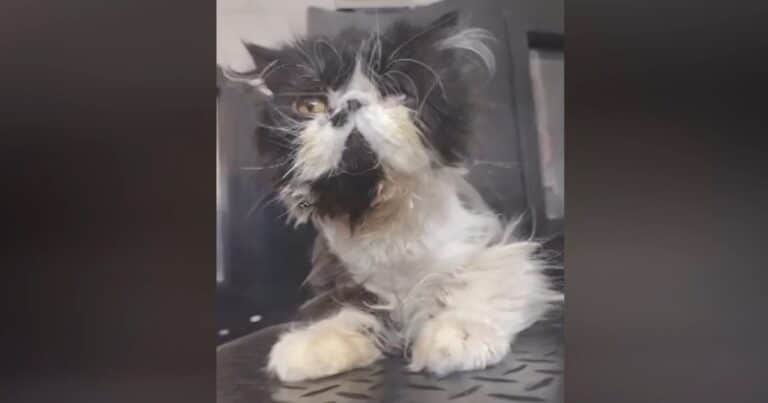 Thomas, un gato persa de tres años encontrado en la calle, pasó de ser un gato doméstico a un vagabundo: «Ya no estaba de moda», y ahora le buscan un hogar en Como