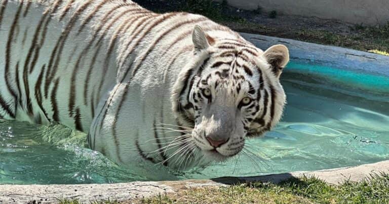 Polémica en México: abatieron a un tigre de Bengala que había escapado pese a que había una veterinaria con sedantes