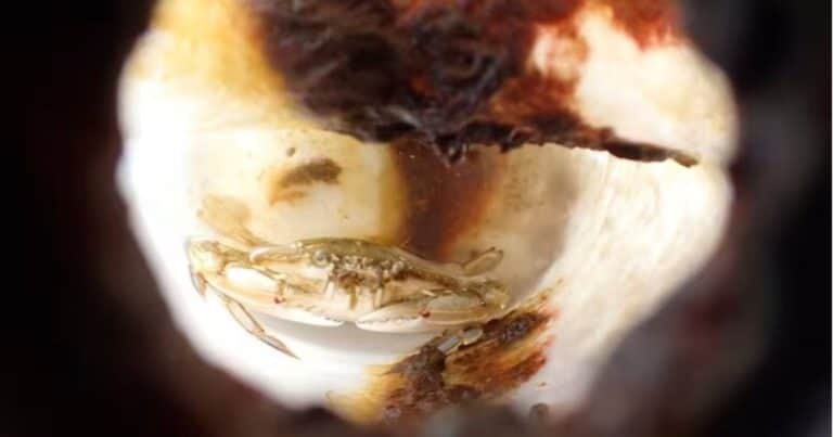 Hallaron vivo en el mar a un cangrejo que estuvo atrapado dos meses en una botella de plástico