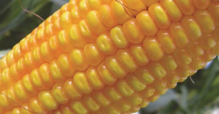 El Gobierno aprobó un nuevo maíz genéticamente modificado resistente a insectos y con tolerancia a herbicidas