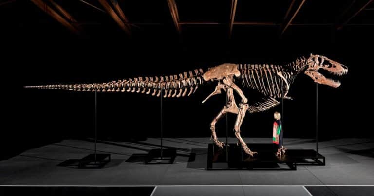 Vendieron un Tyrannosaurus rex por una cifra récord y los paleontólogos encendieron la alarma
