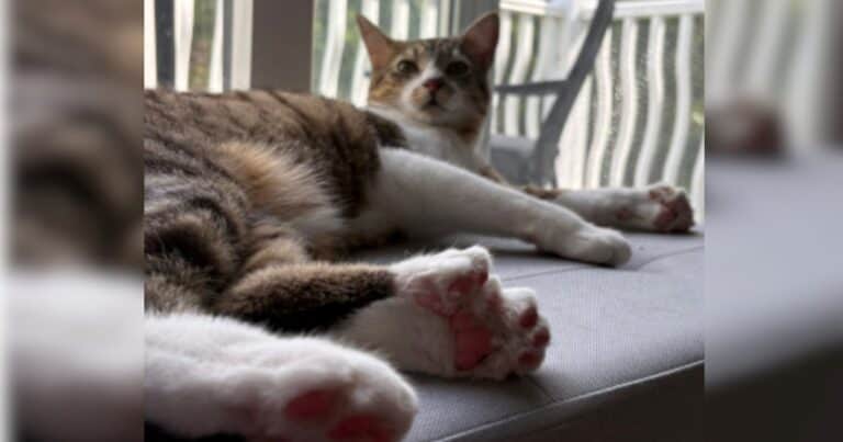 «Muy especial y dulce»: así es Toby Henderson, el gato que tiene 28 dedos y batió un récord mundial