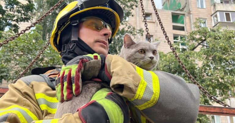 Video: rescatan a una gata que sobrevivió al bombardeo ruso en Kiev tras estar 24 horas bajo los escombros