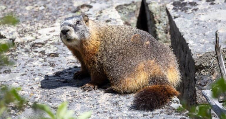 Una marmota y sus crías regresaron a la naturaleza tras haber sido halladas debajo de un contenedor: «Todas las crías escucharon sus chillidos y supieron exactamente qué hacer. Fue maravilloso»