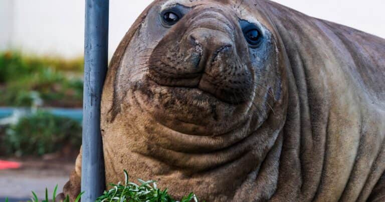 Neil, la foca elefante de 1.000 kilos, que aplasta todo a su paso y es una estrella en las redes