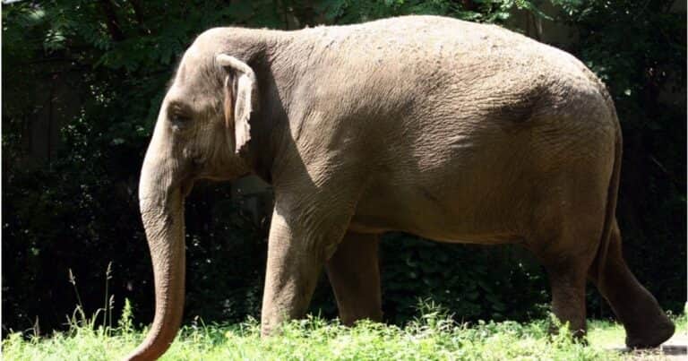 No saben qué hacer con Patty, el único elefante que queda en Nueva York