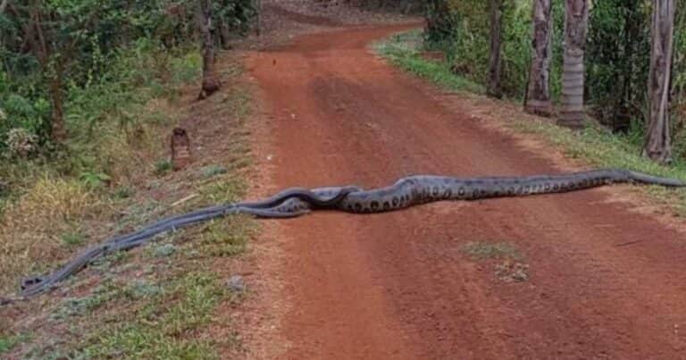 Filmaron a una anaconda de 6 metros guiando en una ruta a un grupo de serpientes