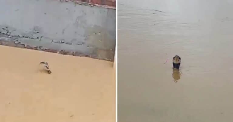 Impactantes videos: más de 800 serpientes escapan de un criadero tras las inundaciones provocadas por el tifón Maysak