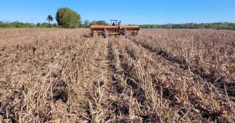 Manejo adaptado a la textura del suelo: la alianza clave para lograr más productividad y sostenibilidad en el agro