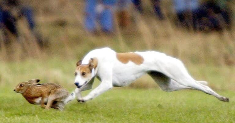 Crece la preocupación por la presencia de perros cazadores en campos del norte bonaerense y piden intervención de la Provincia
