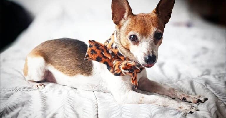 Alena Chvátalová, adiestradora canina: “Antes de llevar a tu perro a la playa, deberías preguntarte si realmente disfruta la experiencia o solo te está acompañando”