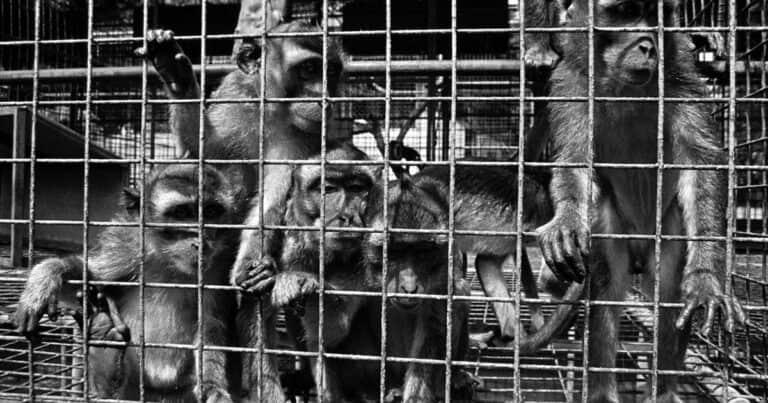 Triste realidad: hay pocos monos de laboratorio para experimentos y cobran 30.000 dólares por cada uno