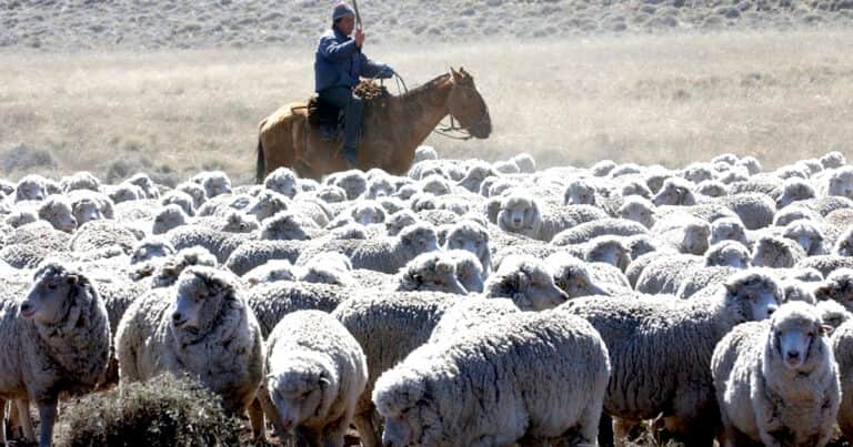 Una familia camina 600 kilómetros con 1.700 ovejas para que una tradición no desaparezca