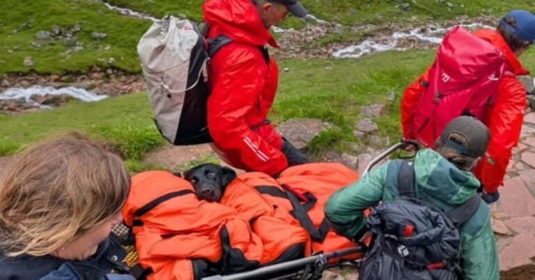 Un grupo de rescatistas debió evacuar a una perra de una montaña en Reino Unido que se desplomó tras ingerir marihuana
