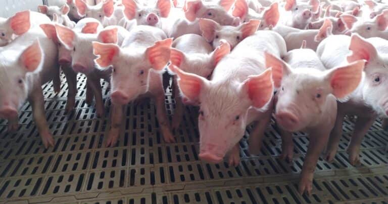 «La faena y la producción porcina viven su mejor momento»: tuvieron el primer semestre más destacado en cinco años
