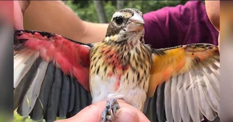 Un pájaro asombroso: en su mitad derecha es macho y en la izquierda es hembra