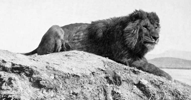 Animales extintos: el león del Atlas, el animal venerado por los egipcios que fue víctima del cambio climático y la caza