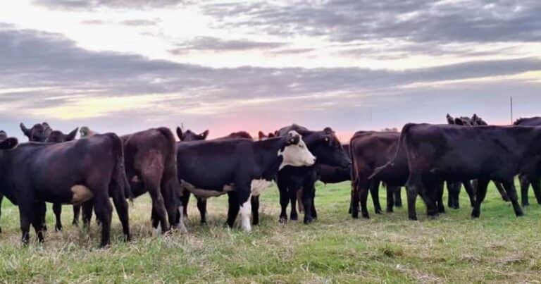 ¿Faltan vacas de cría? Usemos las de tambo…