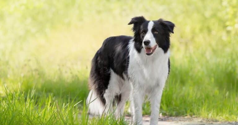 Adrián Conde, veterinario: “No recomiendo tener un Border Collie en casa con niños porque es un perro de trabajo”