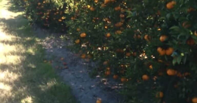 “No conviene cosechar”: la drástica decisión de los productores de una de las frutas más consumidas por los bajos precios