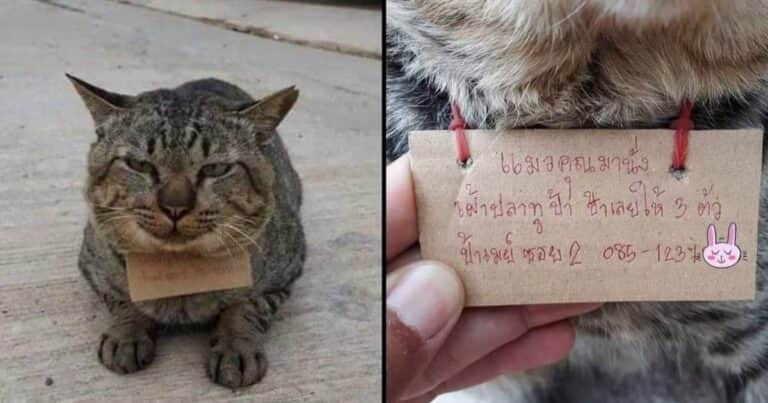 Un gato desapareció tres días y regresó a su casa con una «deuda» a cuestas