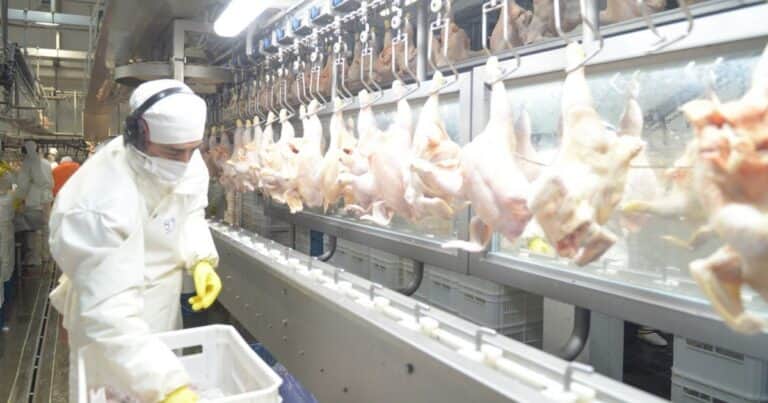 Recuperación estratégica: el Reino Unido reabrió su mercado a la carne aviar argentina