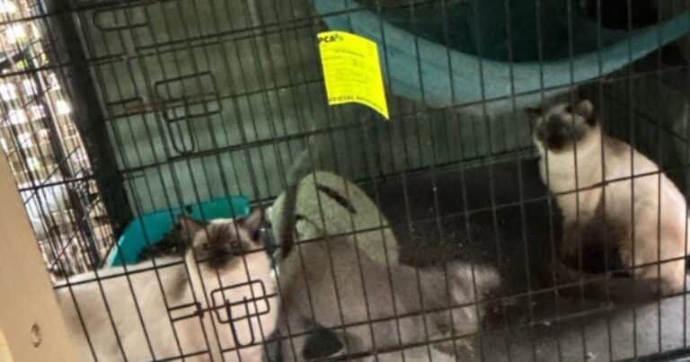 Rescataron 38 gatos de un criadero clandestino: vivían hacinados y rodeados de excrementos