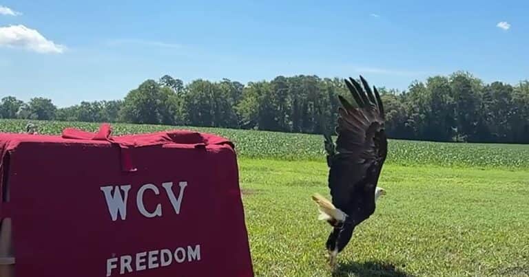 Un águila calva volvió a volar en libertad después de haber quedado en estado crítico debido a una intoxicación por plomo: «Emprendió el vuelo con bastante rapidez»