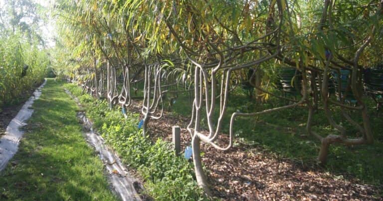 Cultivan sillas en el jardín (y las venden a más de por U$S 90.000)