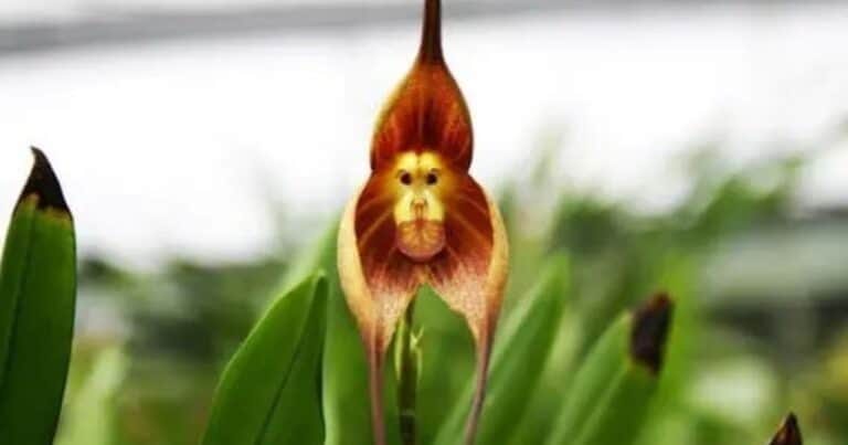 Orquídea Drácula: la flor de aspecto gótico más buscada por los cazadores furtivos