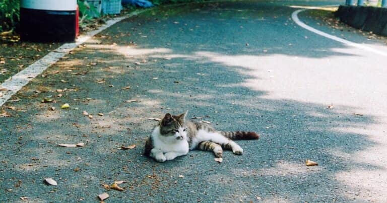 La isla de Japón donde los gatos superan a las personas: la historia detrás del fenómeno