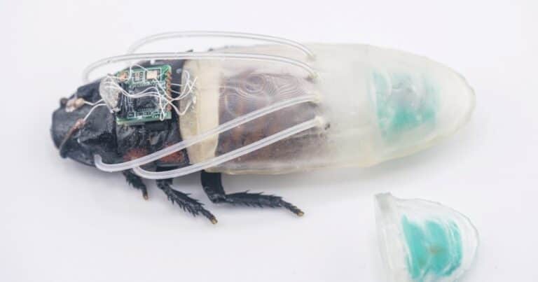 Crean un traje de buceo miniatura para cucarachas que colaborarán en catástrofes naturales: «Serán claves en misiones de rescate y en zonas de escombros inundados»