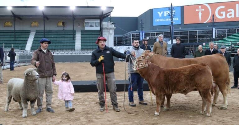 La vaca Tini Tini y el carnero Tim Payne, los primeros animales en llegar a la Exposición Rural
