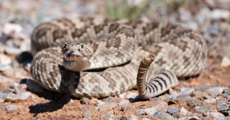Una serpiente de cascabel lo mordió en la pierna: estuvo 12 días internado y necesitó 54 dosis de antídoto para sobrevivir