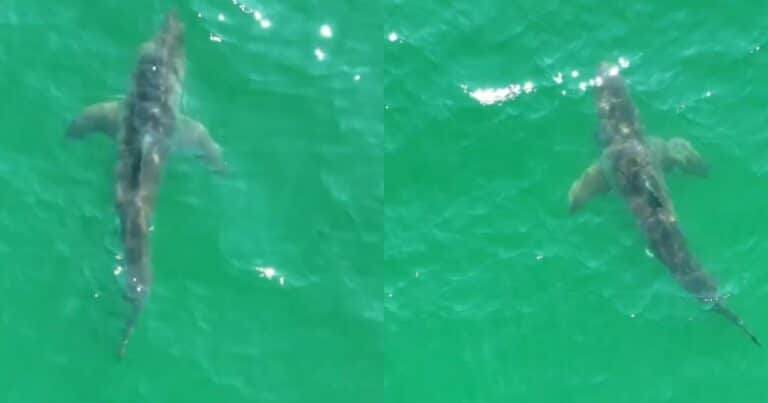 Más de media docena de tiburones blancos sorprendieron a los bañistas y encendieron las alarmas en una popular playa