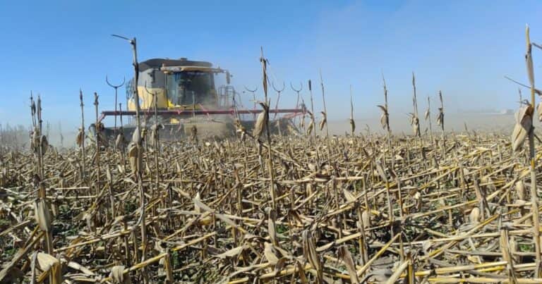 Fuertes vientos volcaron los maíces tardíos que quedaban en pie y se estiman grandes pérdidas de cosecha