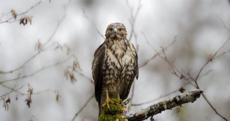 Un busardo colirrojo desplegó sus alas en libertad y obtuvo una segunda oportunidad de vida tiempo después de haber sido encontrado en el suelo sin poder volar: «Estábamos encantados de finalmente poder devolver esta ave a su hábitat»
