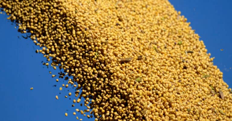 La soja cambia de escenario: el USDA abre nuevas oportunidades y Sudamérica toma el protagonismo