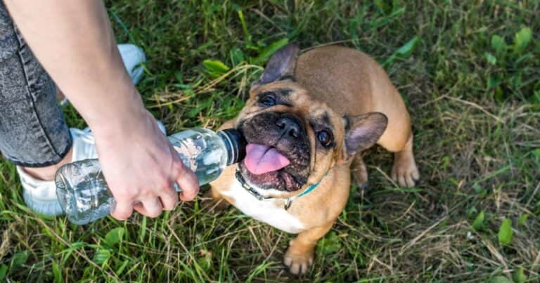 María Vetican, veterinaria: “Si tu perro sufre un golpe de calor, tienes que bajarle la temperatura de forma gradual pero rápida antes de llevarlo al veterinario”