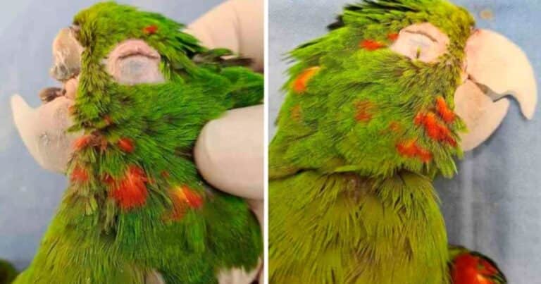 Hazaña veterinaria: le reconstruyeron el pico fracturado a un loro que no podía comer